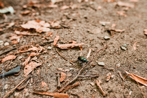 A black beetle with a mustache walks through the forest through foliage and sticks.