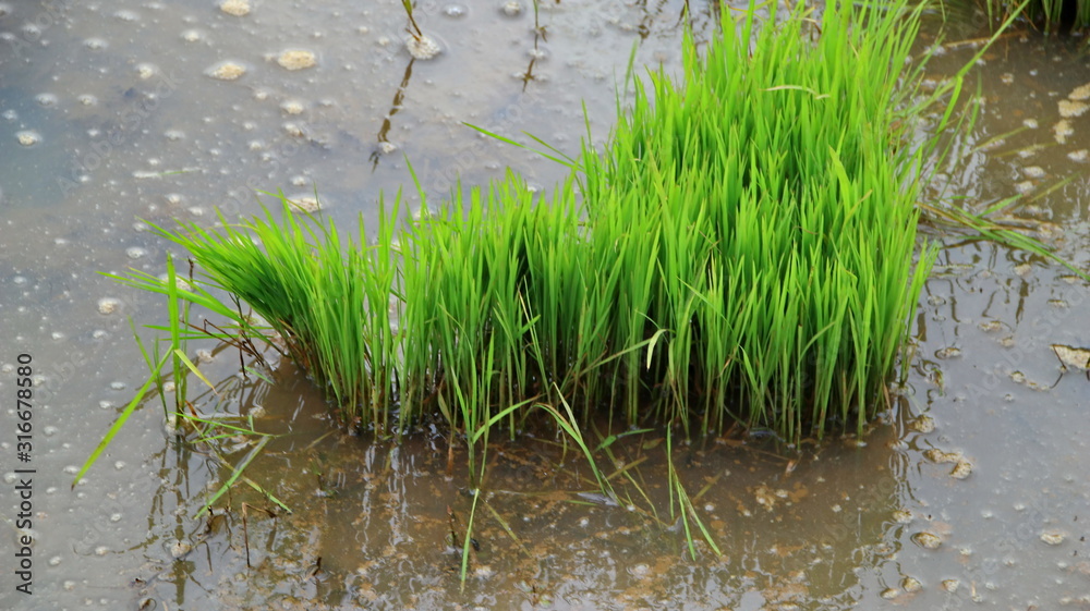 seeds of rice plants that began to be planted in the fields seeds of rice plants that began to be planted in the fields