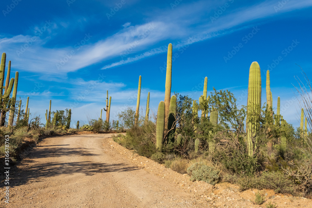 Landscape of dirt road lined with cactus and saguaro at Saguaro National park in Tucson, Arizona
