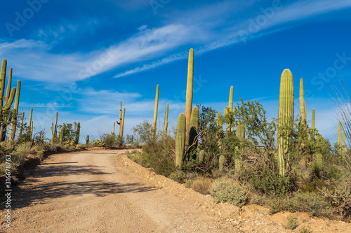 Landscape of dirt road lined with cactus and saguaro at Saguaro National park in Tucson, Arizona