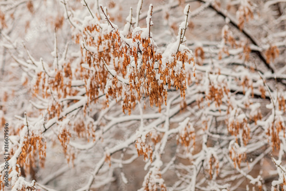 Dry maple seeds on a branch under the snow. Winter, background, wallpaper.