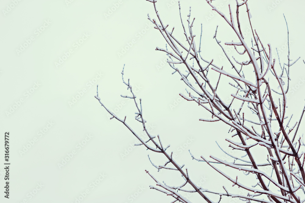 Tree branches with snow on a white sky background. Wallpaper, texture, winter.