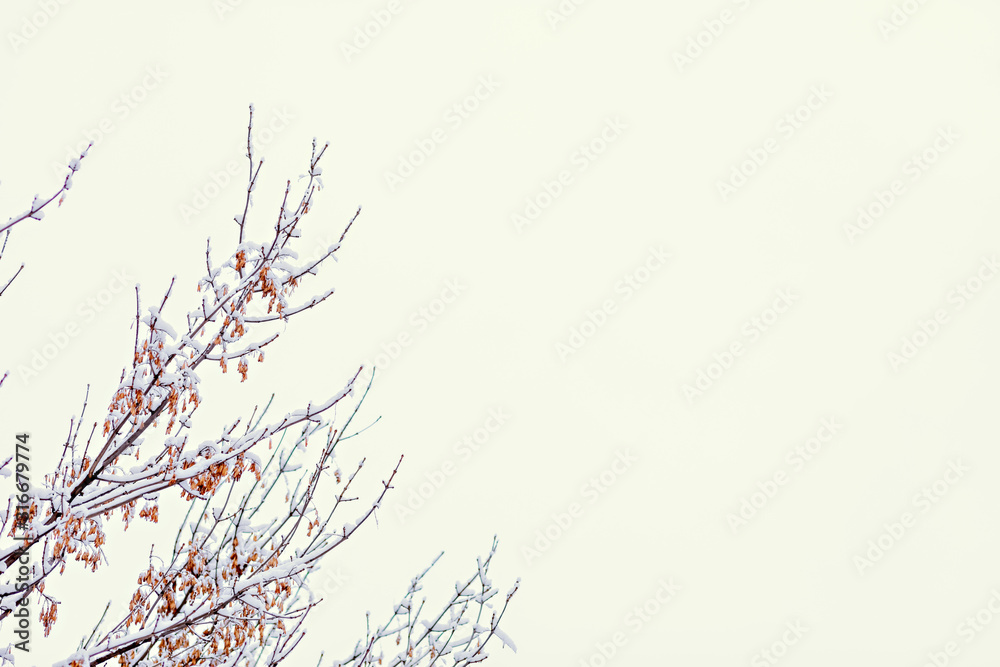 Tree branches with snow on a white sky background. Wallpaper, texture, winter.