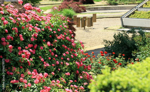 バラ園 可児フェスタバラ園 薔薇公園 満開のバラ バラ庭園