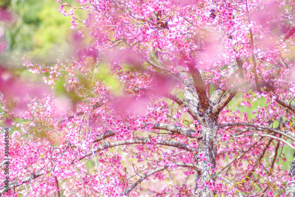 Pink Cherry Blosssom with blue sky Pink Cherry Blosssom with blue sky