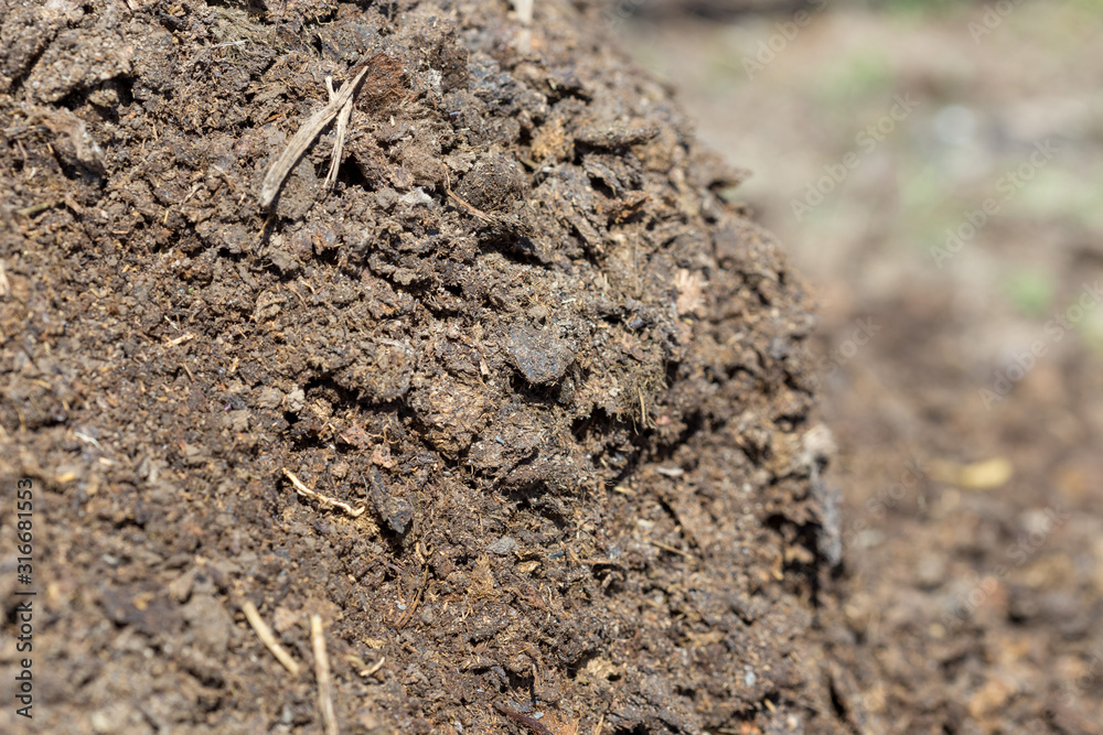 dry, fine fertilizer from a cow dry, fine fertilizer from a cow