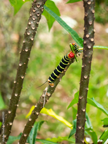 Caterpillars eating leaves in their habitat