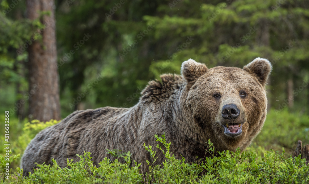 Wild Adult Male of Brown bear in the pine forest. Close up portrait. Scientific name: Ursus arctos. Natural habitat. Wild Adult Male of Brown bear in the pine forest. Close up portrait. Scientific name: Ursus arctos. Natural habitat.