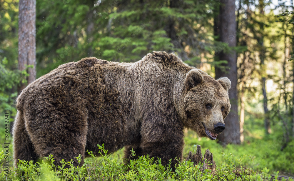 Wild Adult Male of Brown bear in the pine forest. Close up portrait. Scientific name: Ursus arctos. Natural habitat. Wild Adult Male of Brown bear in the pine forest. Close up portrait. Scientific name: Ursus arctos. Natural habitat.