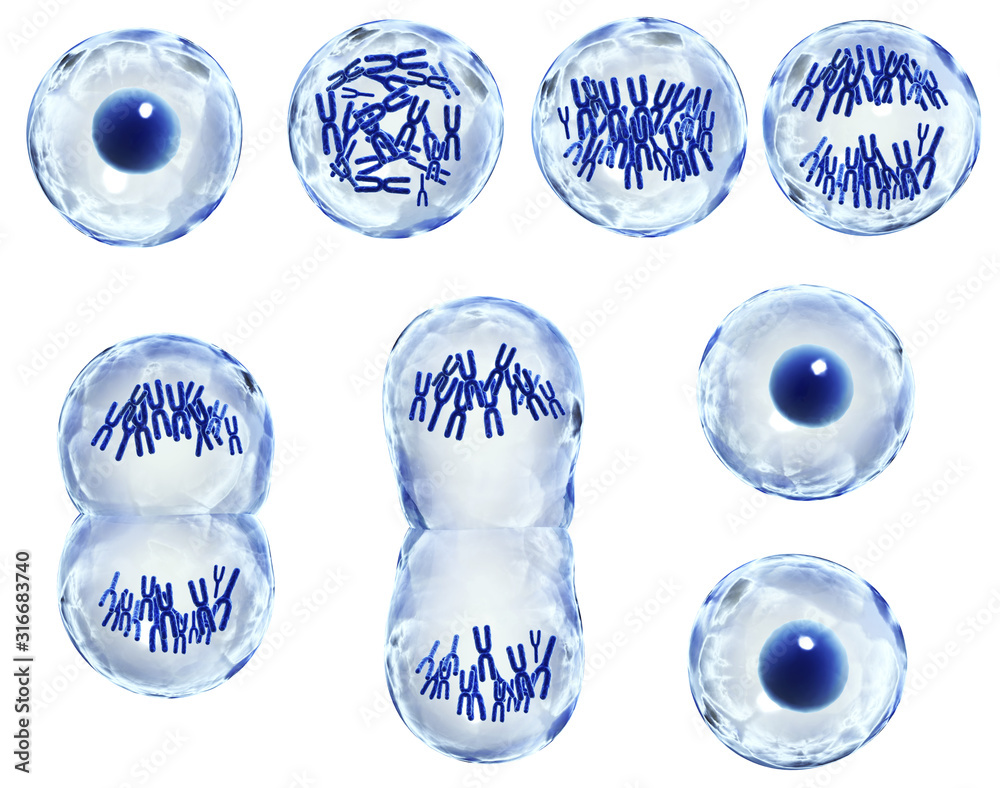 Process division of cell Stock Illustration Biology Diagrams