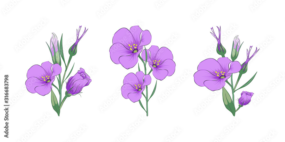  Branches of eustoma. Close-up. Set. Color images of eustoma branches. Design element. Vector image.