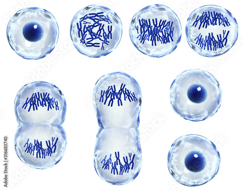 Process division of cell