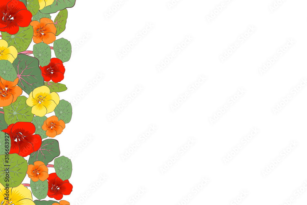 Microgreen and edible nasturtium flowers. Background. Close-up. Color image. Place for text. Design element. Vector image.
