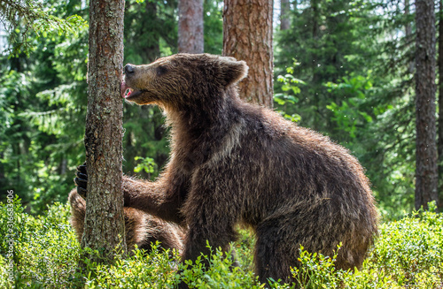 Bear cub licks the tree. Bear Cub of Brown bear in the summer forest. Scientific name: Ursus Arctos Arctos.