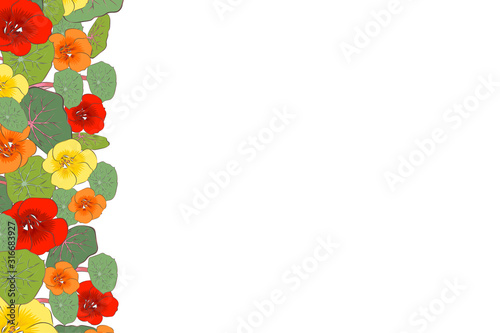 Microgreen and edible nasturtium flowers. Background. Close-up. Color image. Place for text. Design element. Vector image.