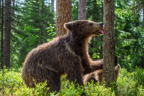 Bear cub licks the tree. Bear Cub of Brown bear in the summer forest. Scientific name: Ursus Arctos Arctos.