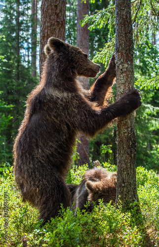 Cub of Brown bear standing on his hind legs in the summer pine forest. Natural habitat. Scientific name: Ursus arctos.