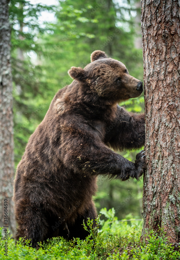 Brown bear stands on its hind legs by a tree in a pine forest. Adult Male of Brown bear in the summer pine forest. Scientific name: Ursus arctos. Natural habitat. Brown bear stands on its hind legs by a tree in a pine forest. Adult Male of Brown bear in the summer pine forest. Scientific name: Ursus arctos. Natural habitat.