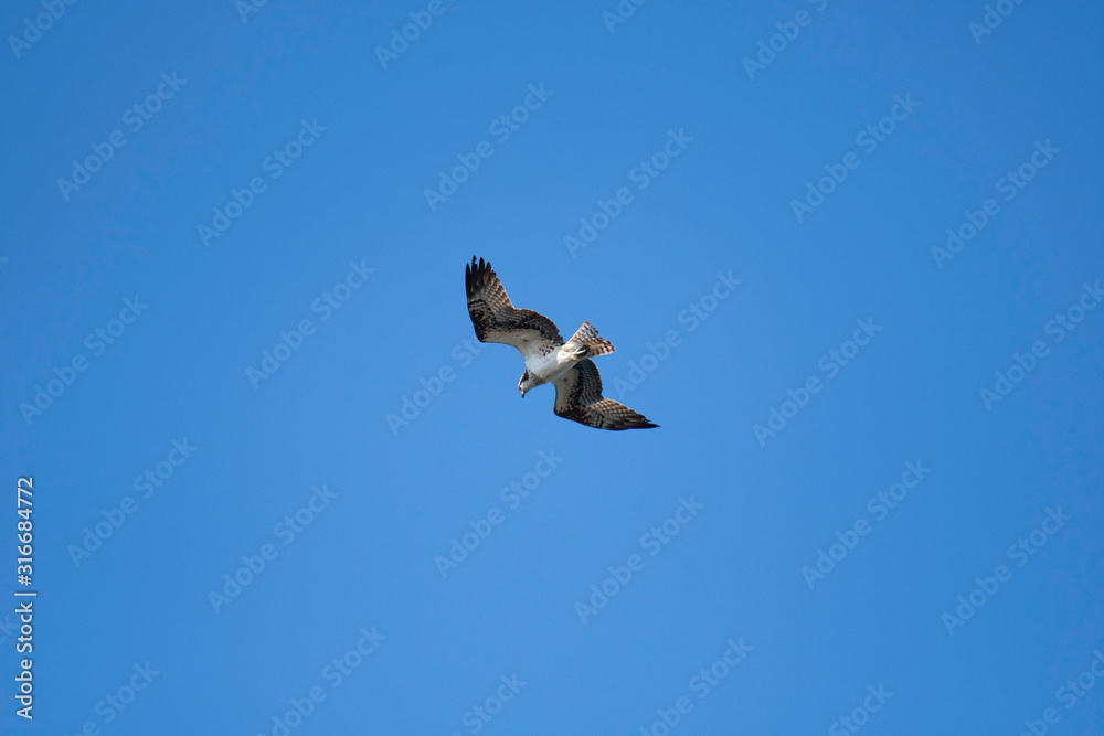 Osprey flying in Miyazaki city, Japan Osprey flying in Miyazaki city, Japan