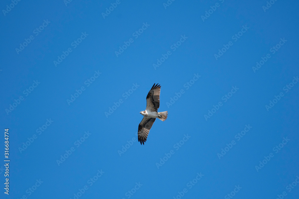 Osprey flying in Miyazaki city, Japan Osprey flying in Miyazaki city, Japan