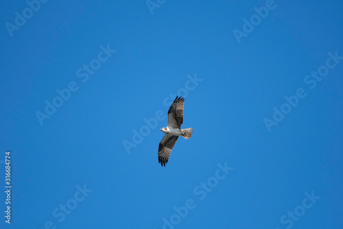 Osprey flying in Miyazaki city, Japan