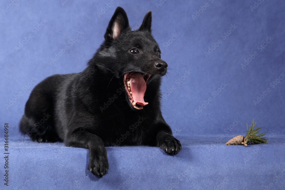 Black fluffy dog Schipperke with yawns next to a bump on a blue background