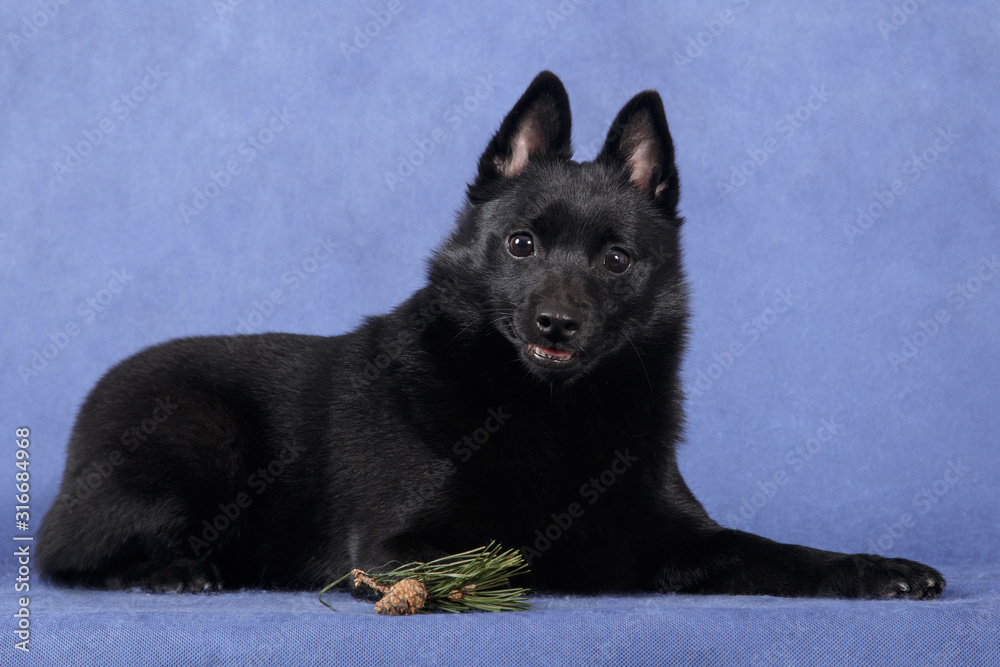 Black fluffy dog Schipperke lies next to a bump on a blue background