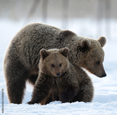 She-Bear and bear cub in winter forest. . Winter forest at morning mist sunrise. . Natural habitat. Brown bear, Scientific name: Ursus Arctos Arctos.
