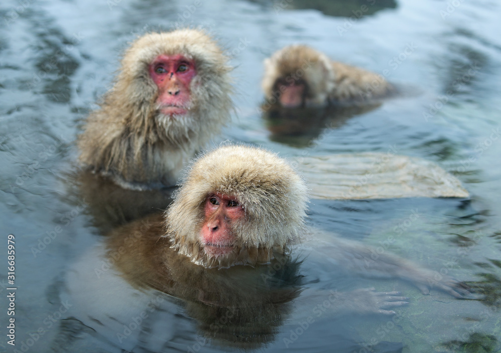 Fototapeta premium Japanese macaque in the water of natural hot springs. The Japanese macaque ( Scientific name: Macaca fuscata), also known as the snow monkey. Natural habitat, winter season.