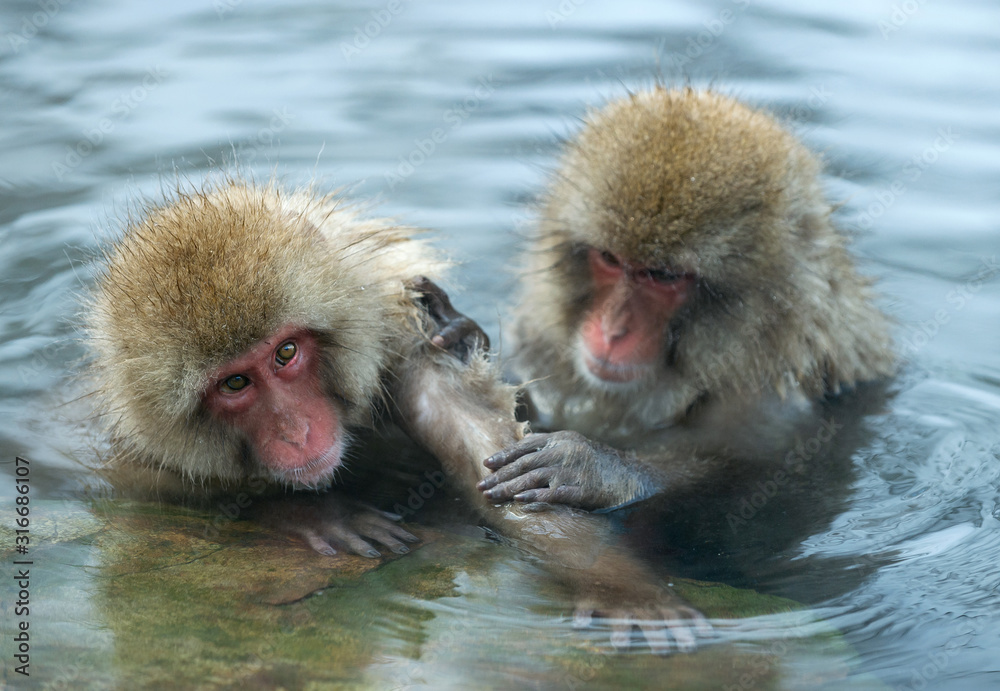 Fototapeta premium Japanese macaque in the water of natural hot springs. The Japanese macaque ( Scientific name: Macaca fuscata), also known as the snow monkey. Natural habitat, winter season.