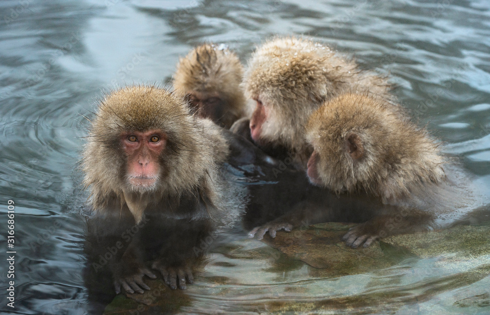 Naklejka premium Japanese macaque in the water of natural hot springs. The Japanese macaque ( Scientific name: Macaca fuscata), also known as the snow monkey. Natural habitat, winter season.