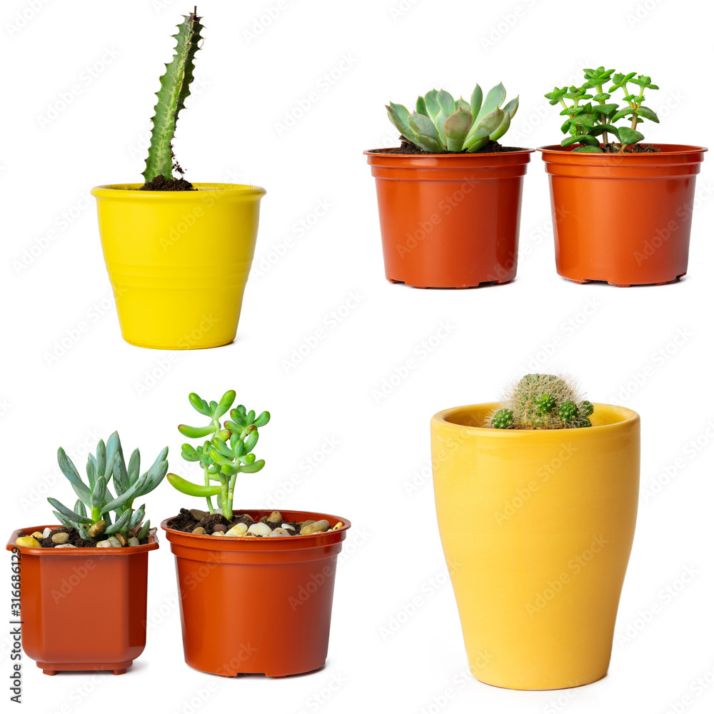 Collage of potted succulents isolated on white Collage of potted succulents isolated on white