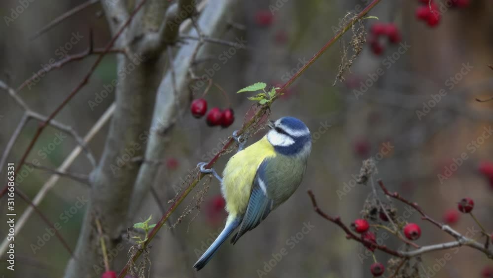 Bird Eurasian Blue Tit (Cyanistes caeruleus) had perched on a dry stalk of nettles and eats seeds. Autumn, city park Bird Eurasian Blue Tit (Cyanistes caeruleus) had perched on a dry stalk of nettles and eats seeds. Autumn, city park