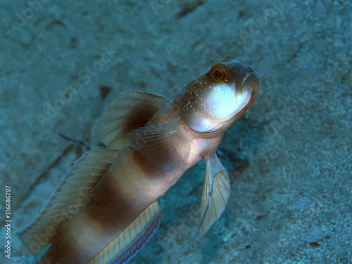 The amazing and mysterious underwater world of Indonesia, North Sulawesi, Manado, goby fish