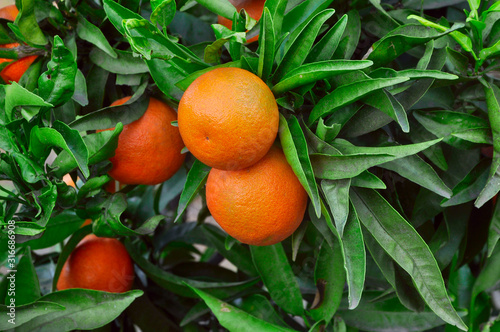 ripe tangerines on a tree