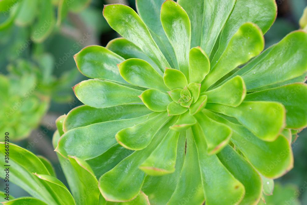 Beautiful green succulent plant in close-up Beautiful green succulent plant in close-up