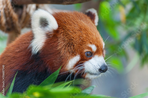 Red Panda, Firefox or Lesser Panda (Ailurus fulgens)