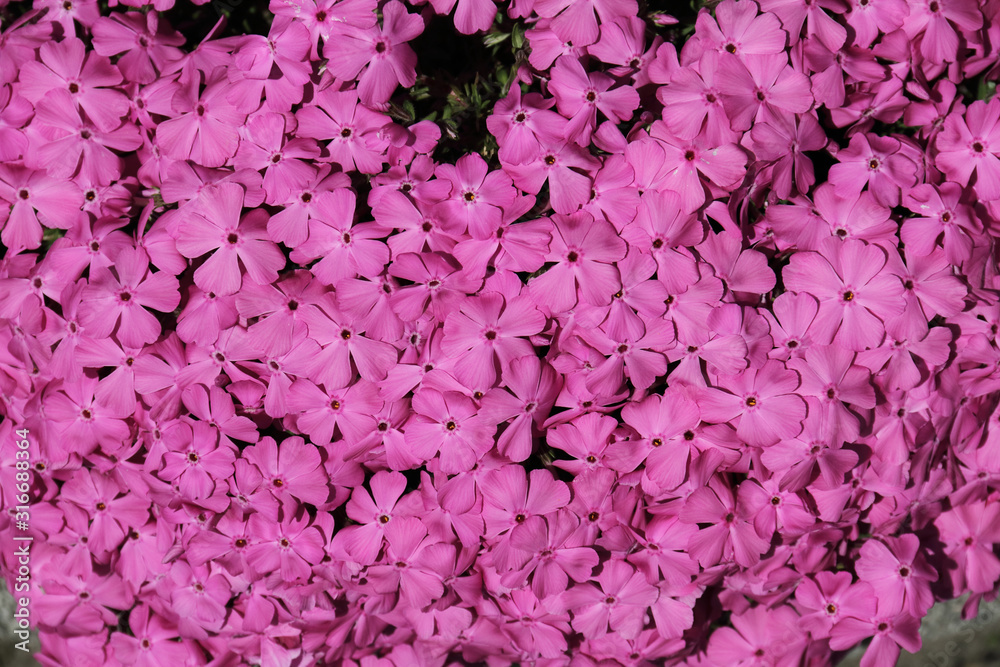 Polsterphlox