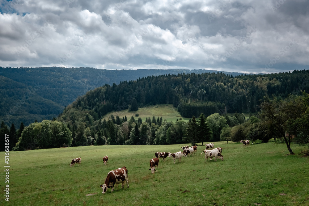 Cows grazing in tyrol alps on the mountains milk cheese advertisement