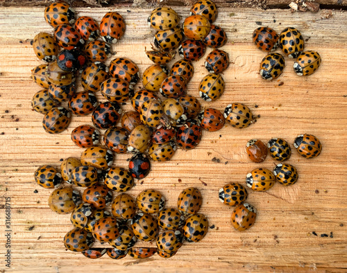 Fototapet ladybird asian, ladybug asian, invasion, nasty insect