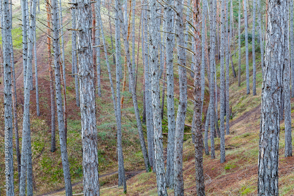 Bosque mixto de pinos y abetos. Las Lomas, León, España. Bosque mixto de pinos y abetos. Las Lomas, León, España.