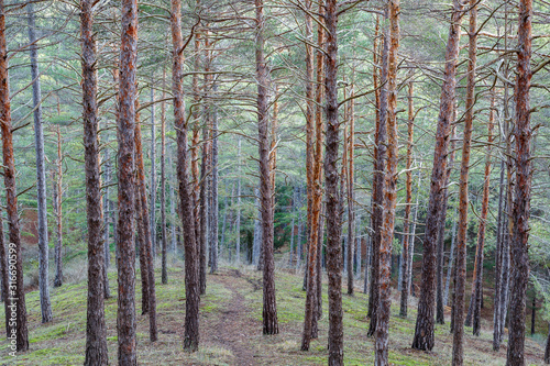 Troncos rectos y elevados de pino silvestre o albar. Pinus sylvestris. Pinar de Las Lomas, León, España.