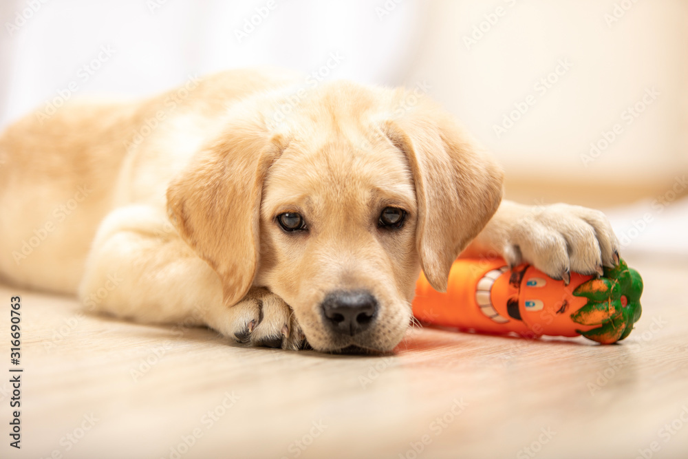 Fototapeta little puppy Labrador dog played in house