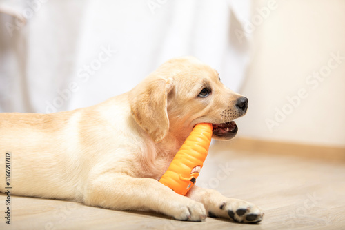 Golden retriever dog puppy playing with toy at home in living room