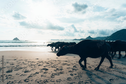 silhouette of Water Buffalos walking on the white sandy beach of Mandalika Beach. A herd of Kerbau marches on a sandy beach in Lombok, Indonesia. Bison, Nagpuri, Cape, Bovidae, Chordate. © Ihsan