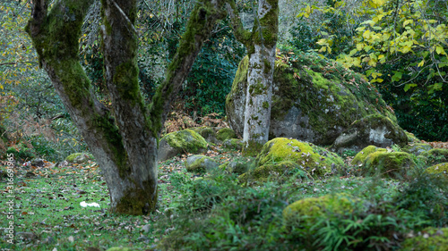 Forest near the city of Ozurgeti  Guria region  Georgia country. Autumn.