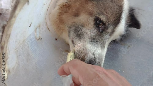Male owner feeding medicine with a syringe to dog. Close-up of hand owner giving a pill to a dog. Dog is old and seriously ill. Animal health care concept.	