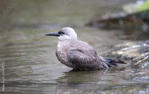 Portrait of a female inca tern on a rock  coastal bird from America