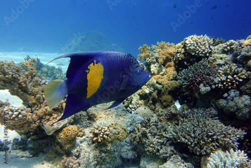 Fototapeta Naklejka Na Ścianę i Meble -  Yellowband  angelfish  Pomacanthus maculosus, also known as the halfmoon angelfish,. coral fish