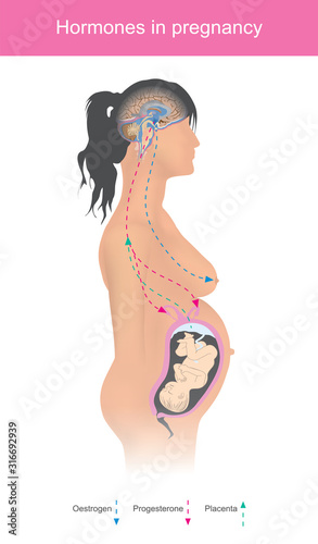 Hormones in pregnancy. Oestrogen and progesterone hormones are the chief pregnancy hormones, A woman will produce more during one from pregnancy and babies produces two this hormones from placenta bac